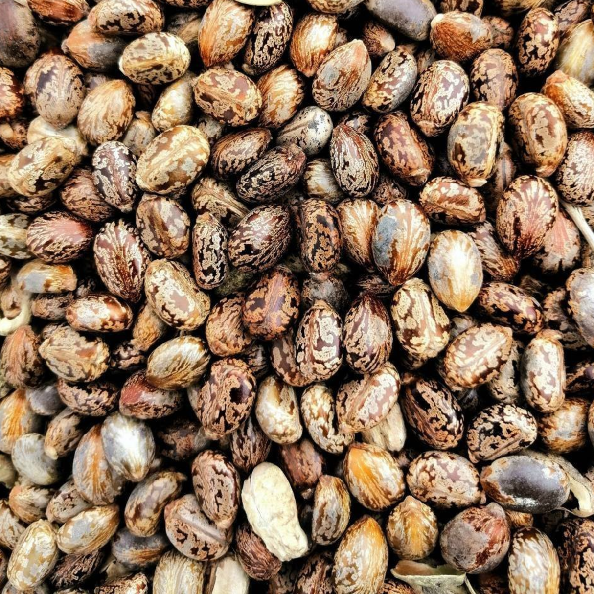Pure Castor Oil, ideal for hair treatments, scalp care, beard oils, and DIY skincare formulations