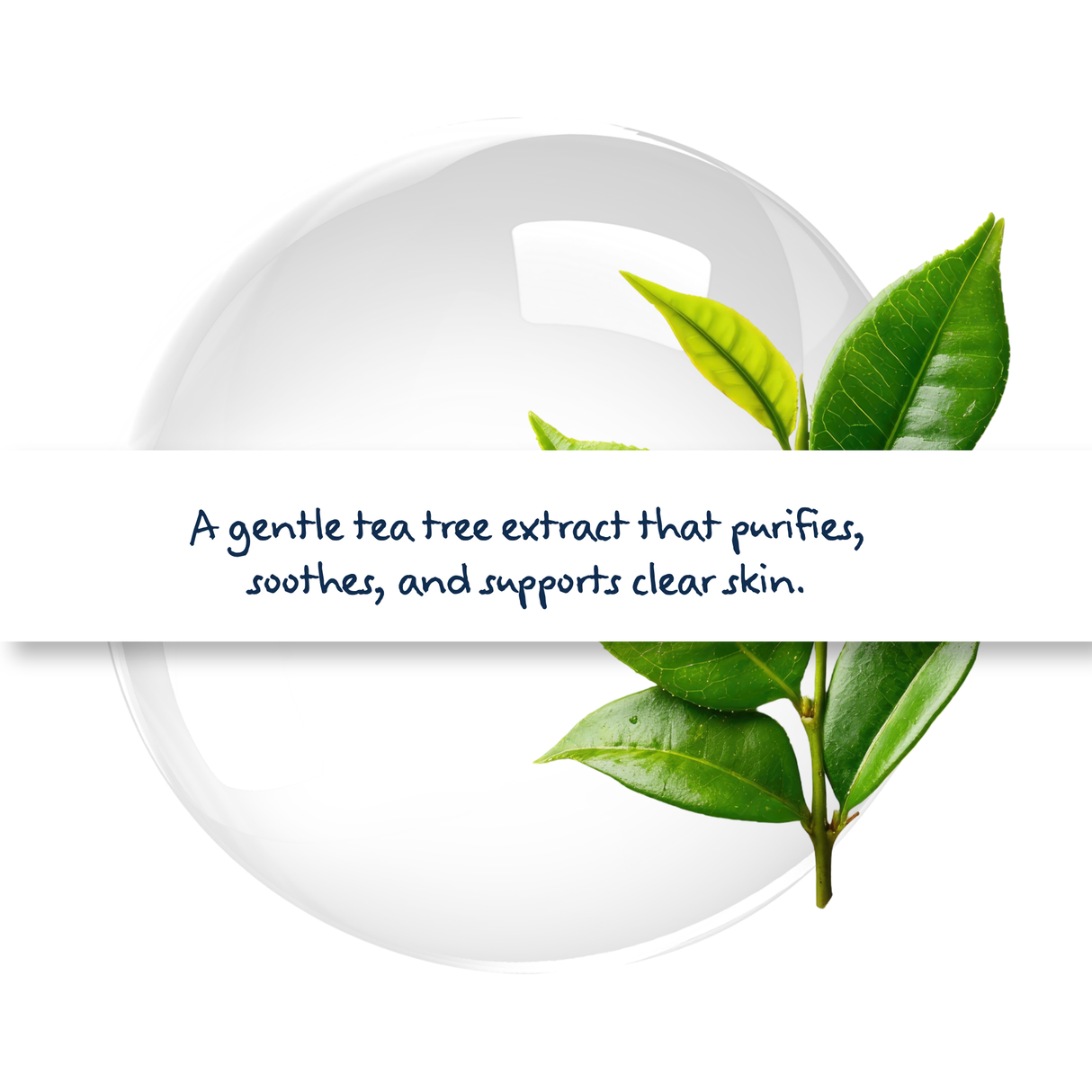 Tea Tree Hydrosol in bottle, ideal for toners, facial mists, acne care, and DIY skincare formulations for soothing and refreshing skin