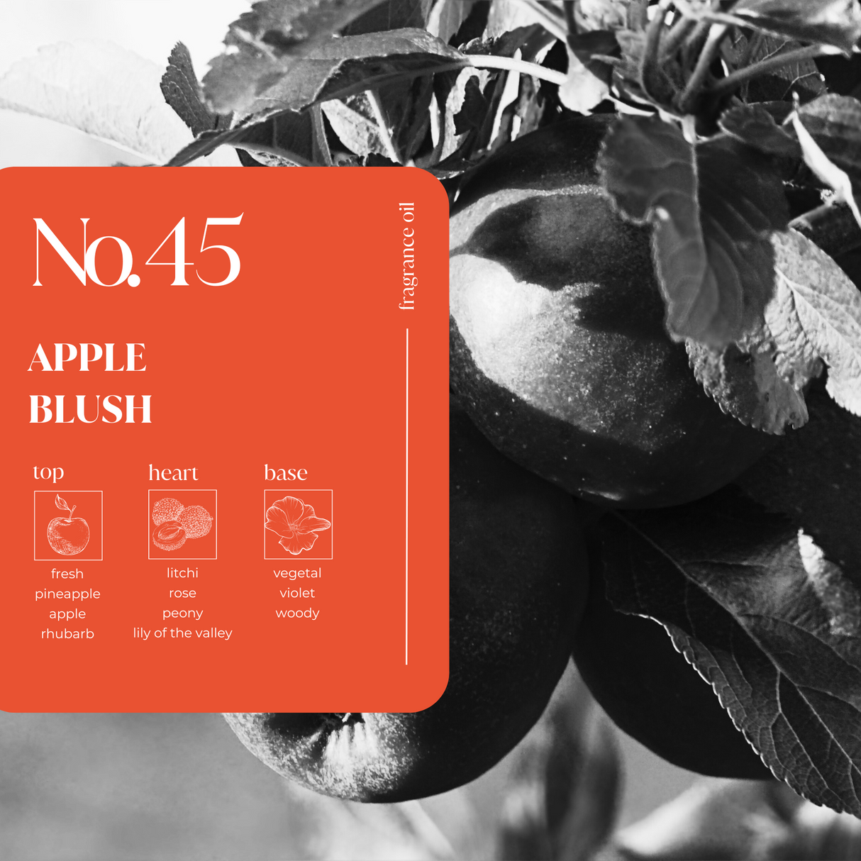 Apple Blush Fragrance Oil