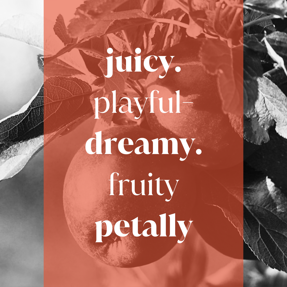 Apple Blush Fragrance Oil