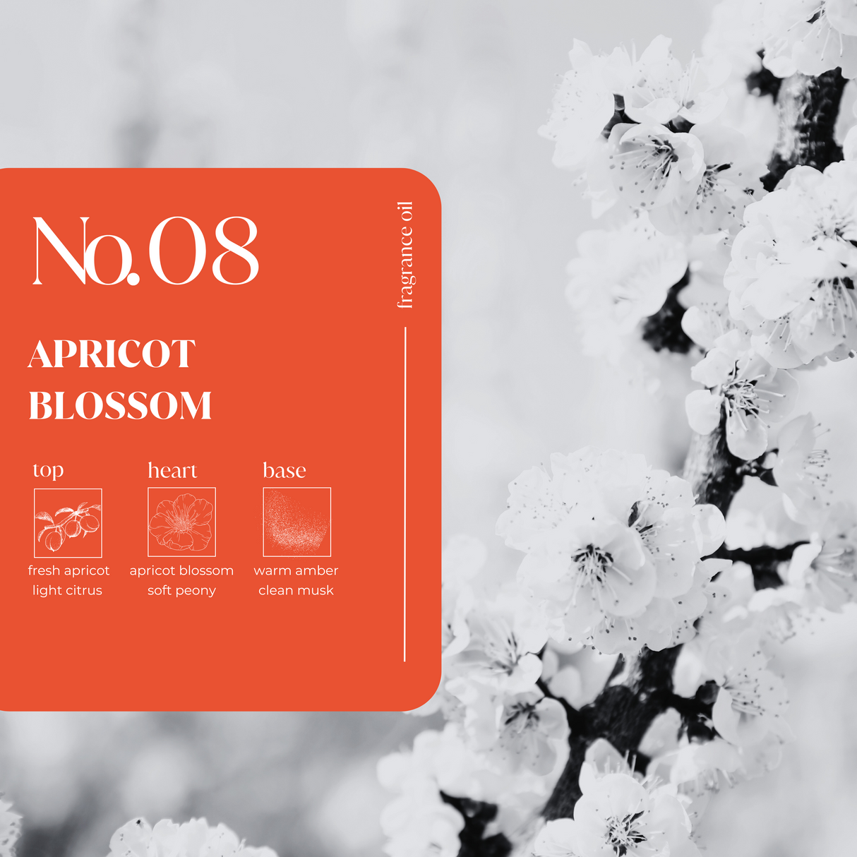 Apricot Blossom Fragrance Oil