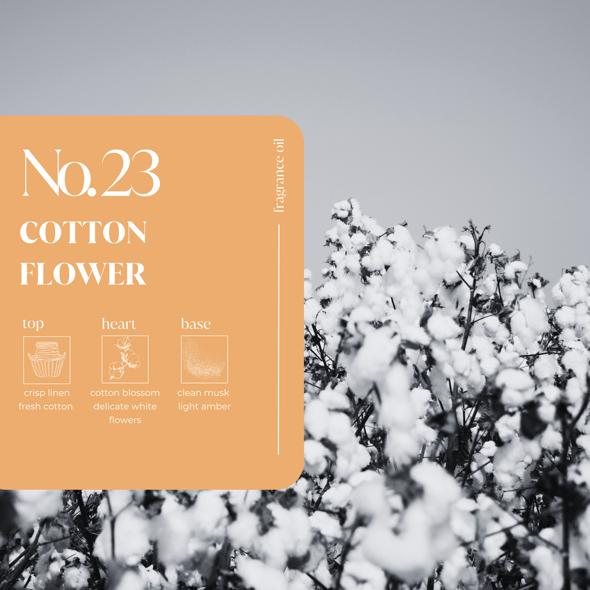 Cotton Flower Fragrance Oil