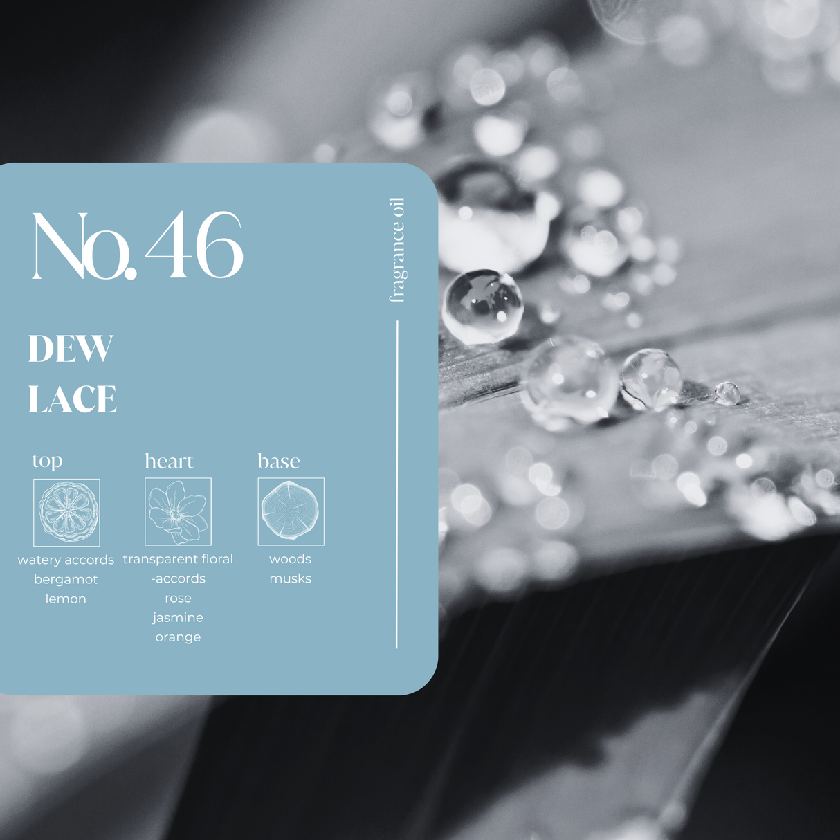 Dew Lace Fragrance Oil