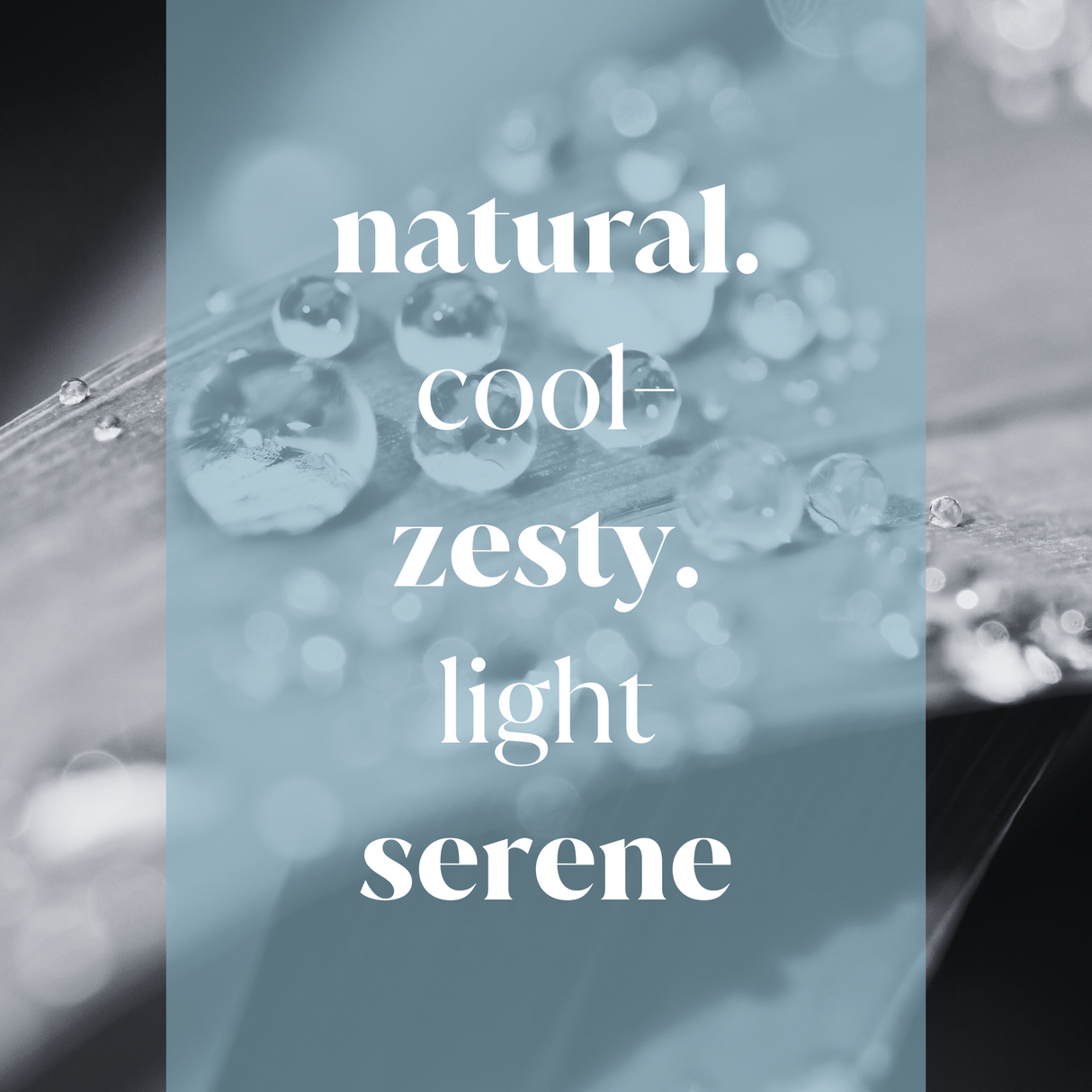 Dew Lace Fragrance Oil