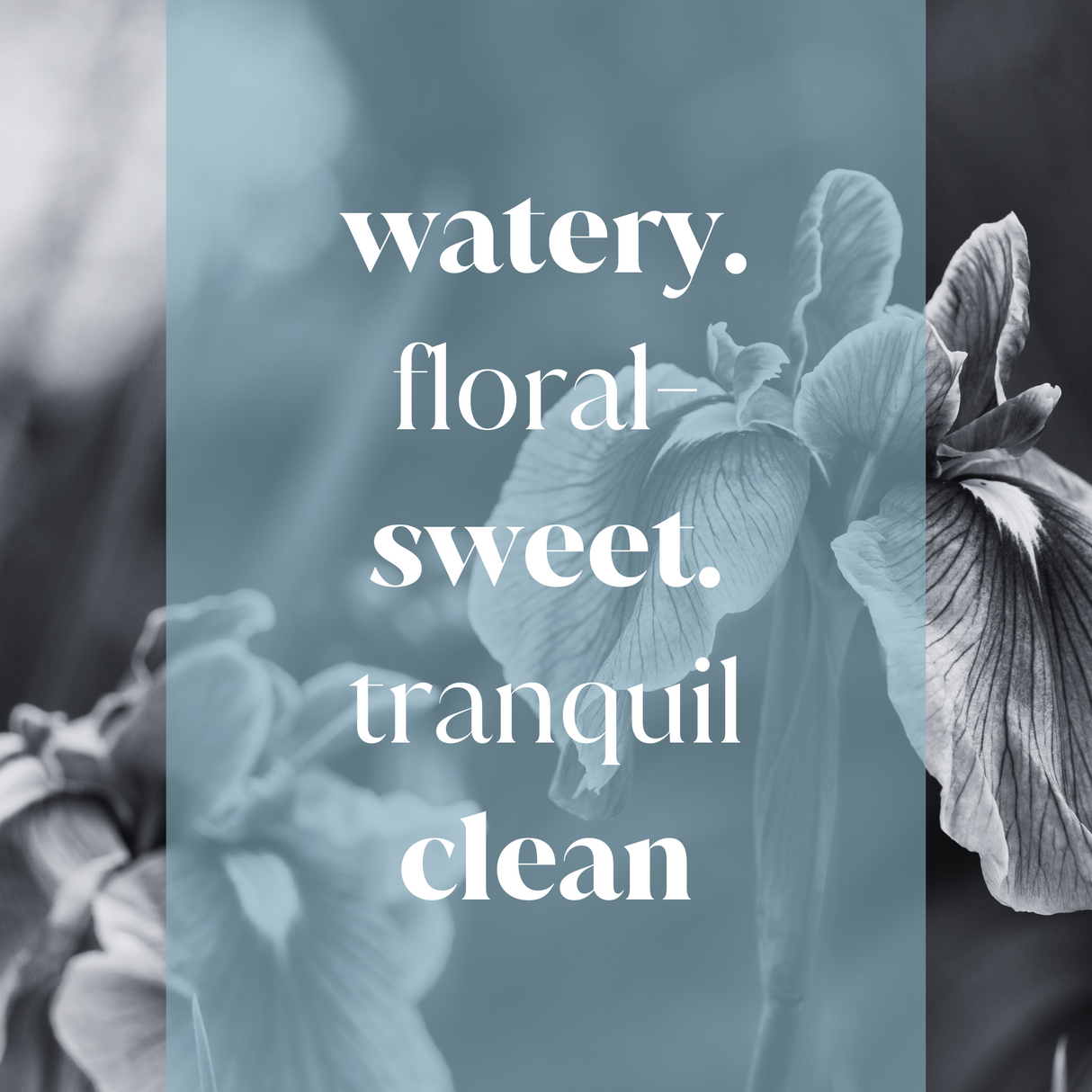 Iris Rain Fragrance Oil