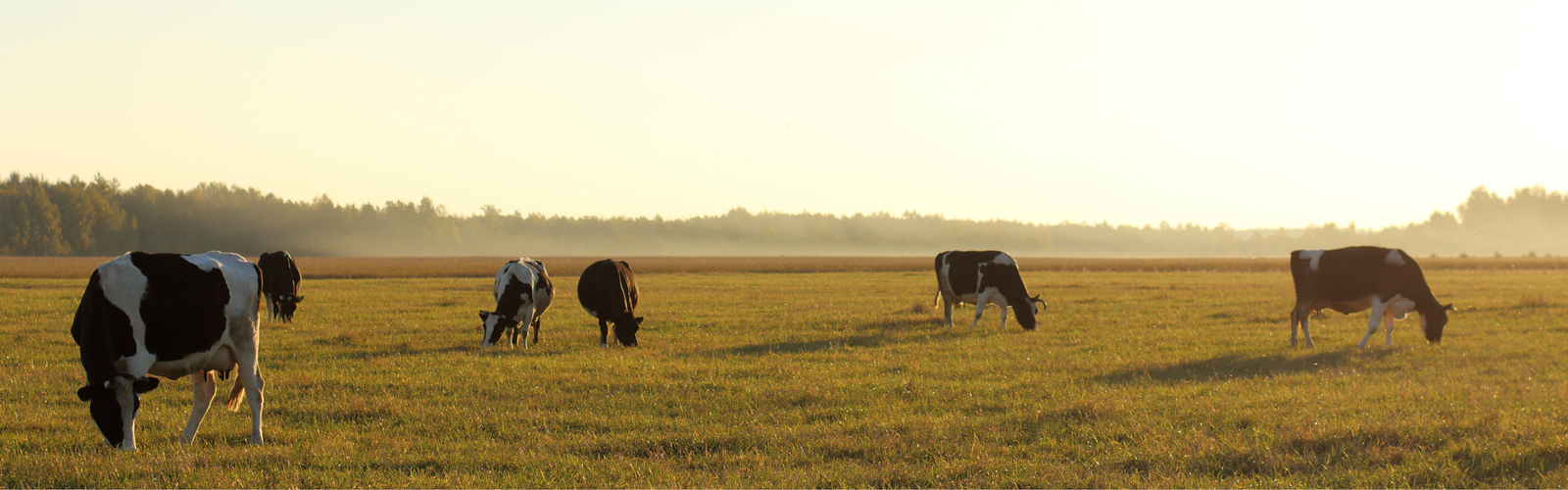 Foot-and-Mouth Disease in South Africa: Understanding the Risk and How Citric Acid Supports Biosecurity