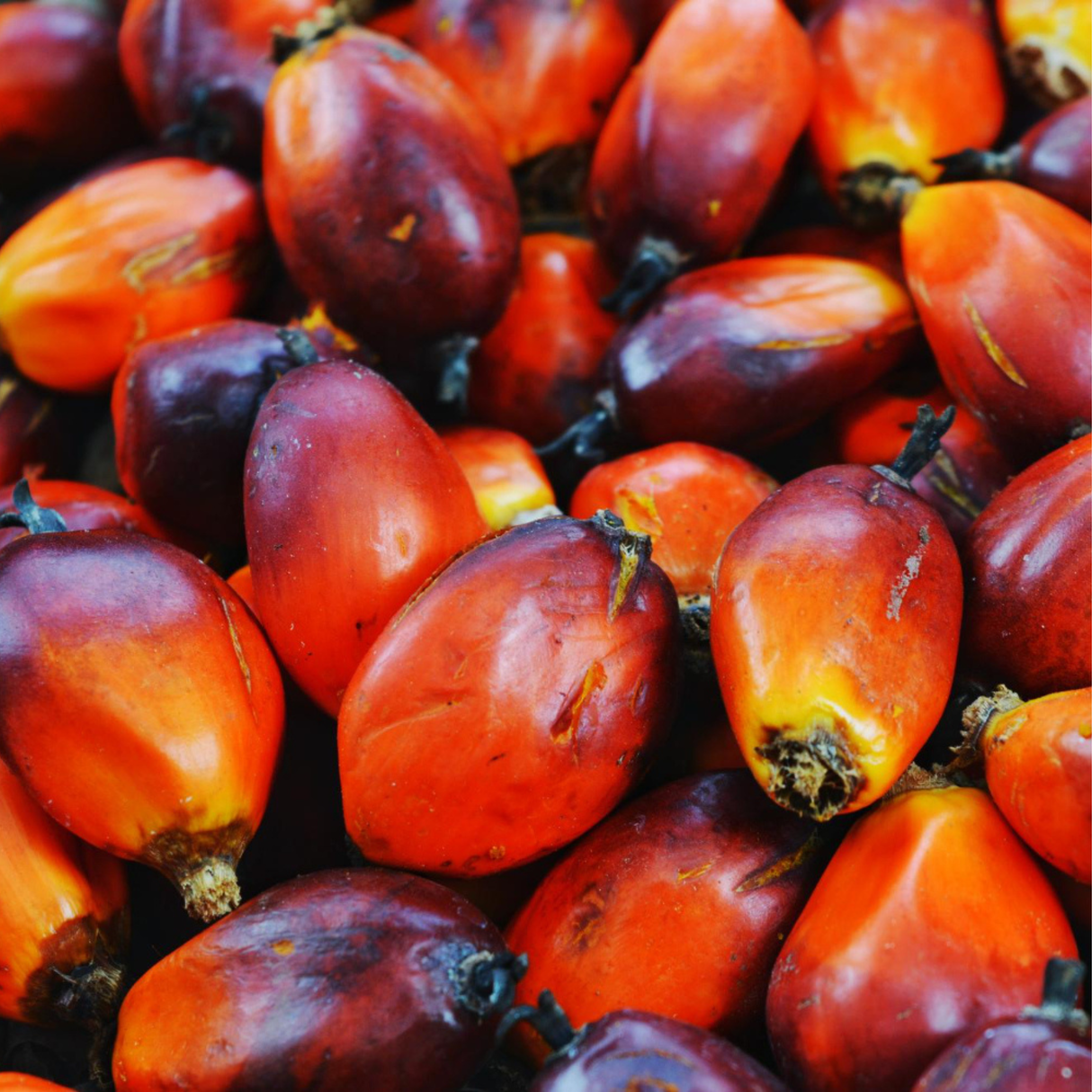 Palm Oil cosmetic grade, plant-derived oil used in soaps, skincare, and formulations for moisturising and structural properties