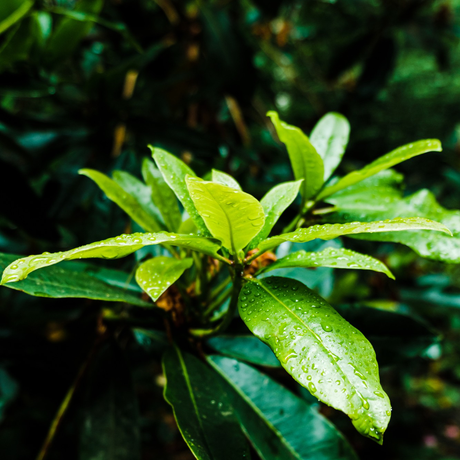 Tea Tree Essential Oil