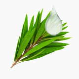Tea Tree Hydrosol