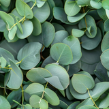 Eucalyptus Essential Oil (Smithii)