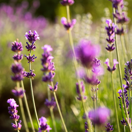 Lavender Essential Oil
