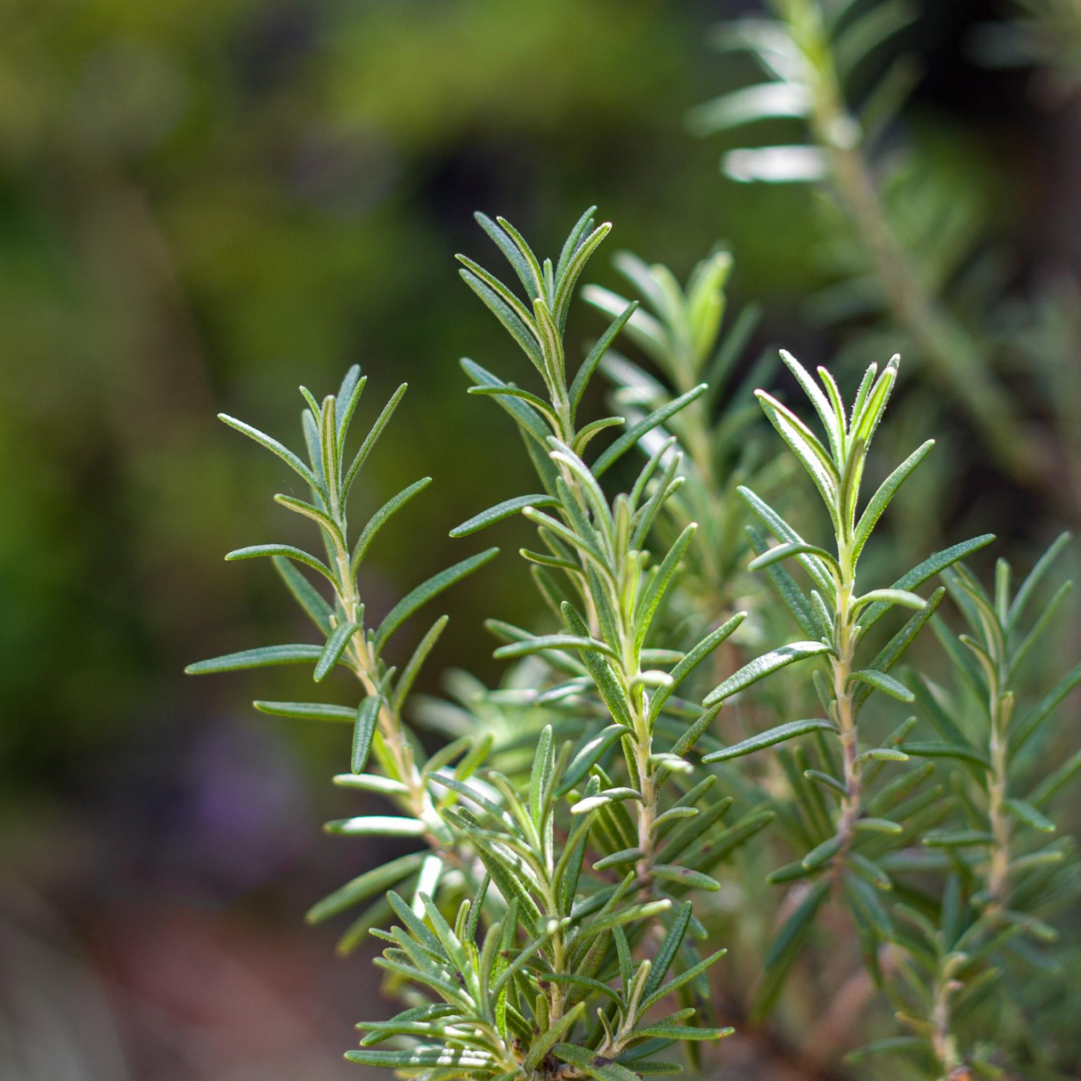 Rosemary Essential Oil