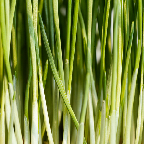 Lemongrass Essential Oil