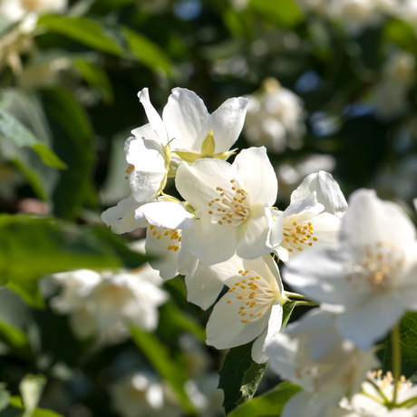 Neroli Essential Oil