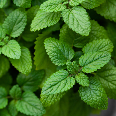 Peppermint Essential Oil